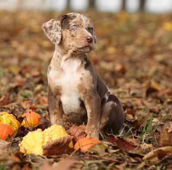 Catahoula Leopard Charakter Wesen - Erziehung - Haltung | Hunde-fan.de