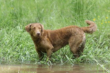 Chesapeake Bay Retriever