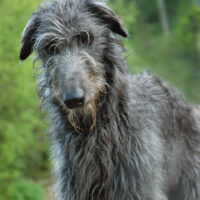 deerhound surveillant