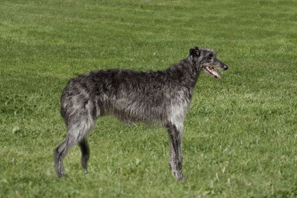 Deerhound in long grass