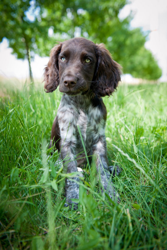 Deutscher Wachtelhund Welpe 004