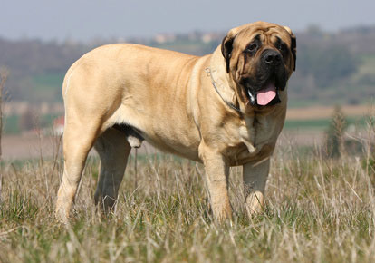 big dog on the field