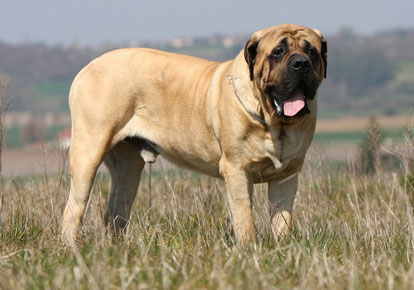 Mastiff