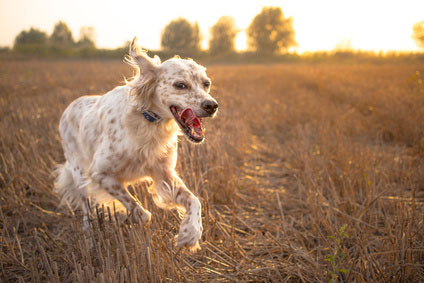 Happy Dog Running Through A Meadow