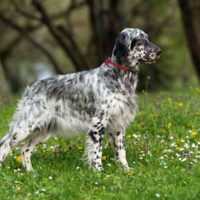 English Setter