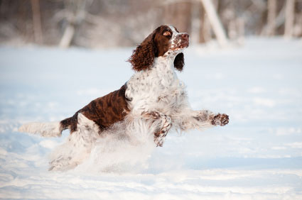 English Springer Spaniel