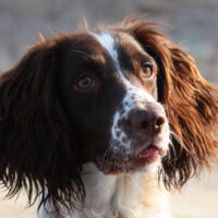 cute Working type english springer spaniel gundog