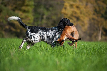 Jagdhund apportiert Fuchs