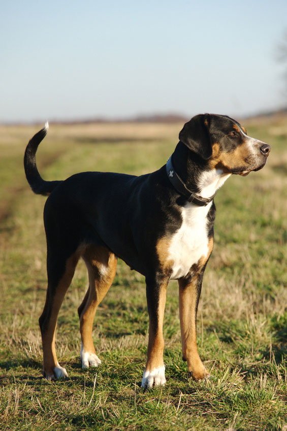 Großer Schweizer Sennenhund