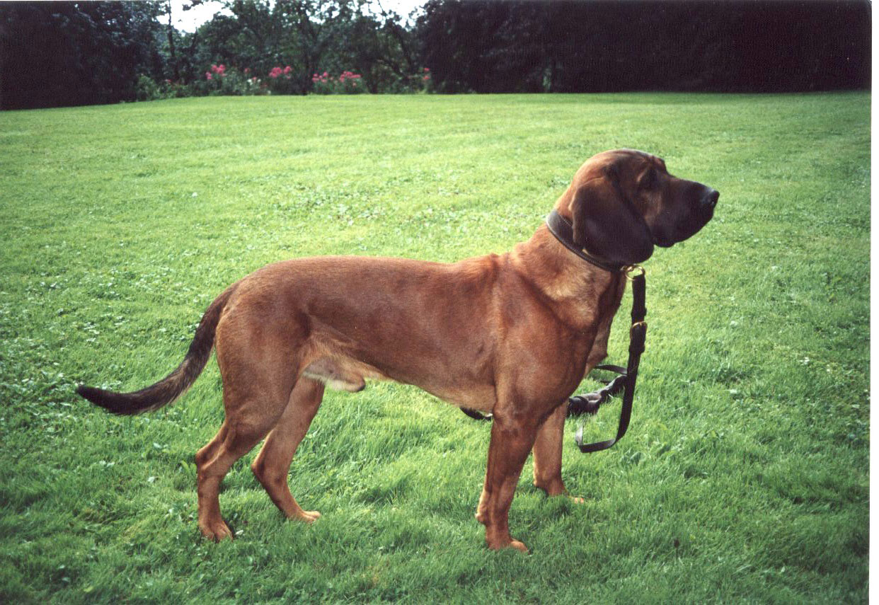 Hannoverscher Schweisshund Rasse