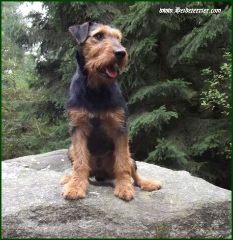 Heideterrier sind sehr agil und lauffreudig.