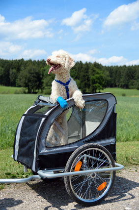 Hundeanhänger für Fahrrad & PKW günstig online kaufen