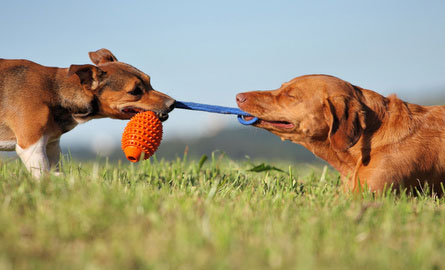 Hundespielzeug