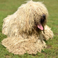 Komondor Dog Breeds