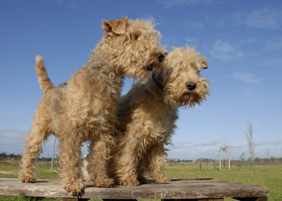 two  lakeland terrier