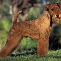 lakeland terrier