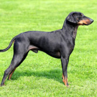 Manchester Terrier