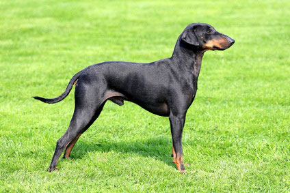 Manchester Terrier Charakter - Wesen - Erziehung - | Hunde-fan.de