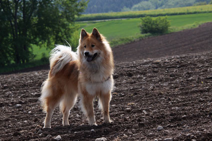 Brauner Spitz
