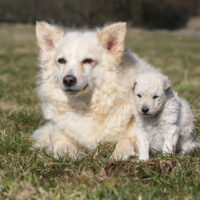 chien et chiot mudi blancs couch de face dans l'herbe - famille