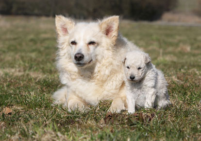 Mudi 2019 Charakter Wesen Hunde Fan De