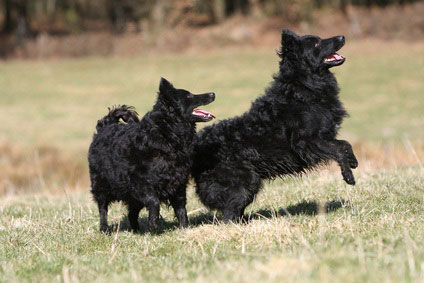 Mudi 2019 Charakter Wesen Hunde Fan De