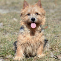 The portrait of Norwich Terrier in the garden