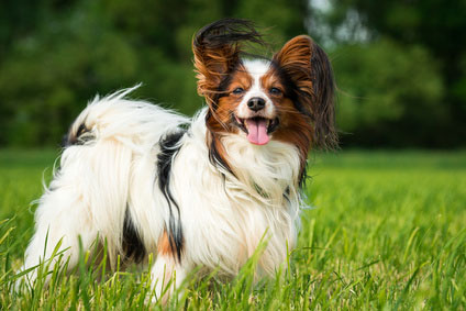 Papillon 2