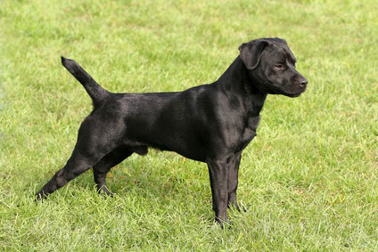 Patterdale Terrier