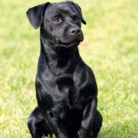 Portrait of Patterdale Terrier in a garden