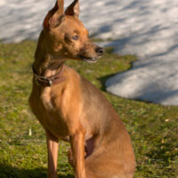 russian shorthair toy terrier sitting on the herb