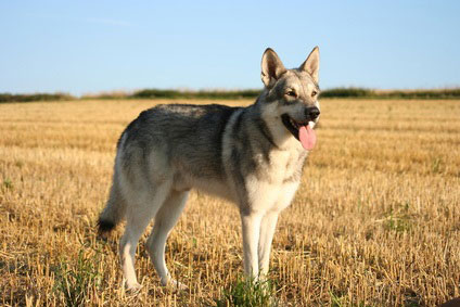 Saarloos Wolfhund