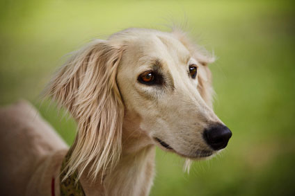 Saluki