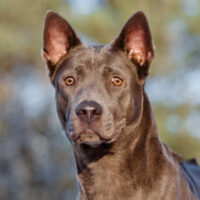 thai ridgeback dog portrait outdoors