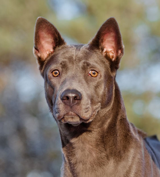 Thai Ridgeback