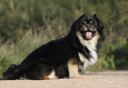 Tibet Spaniel