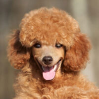 Happy Toy poodle puppy close-up portrait (outdoor)
