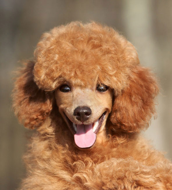 Happy Toy poodle puppy close up portrait