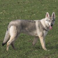 Tschechoslowakischer Wolfhund Rasse
