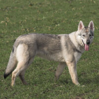 Tschechoslowakischer Wolfhund Rasse