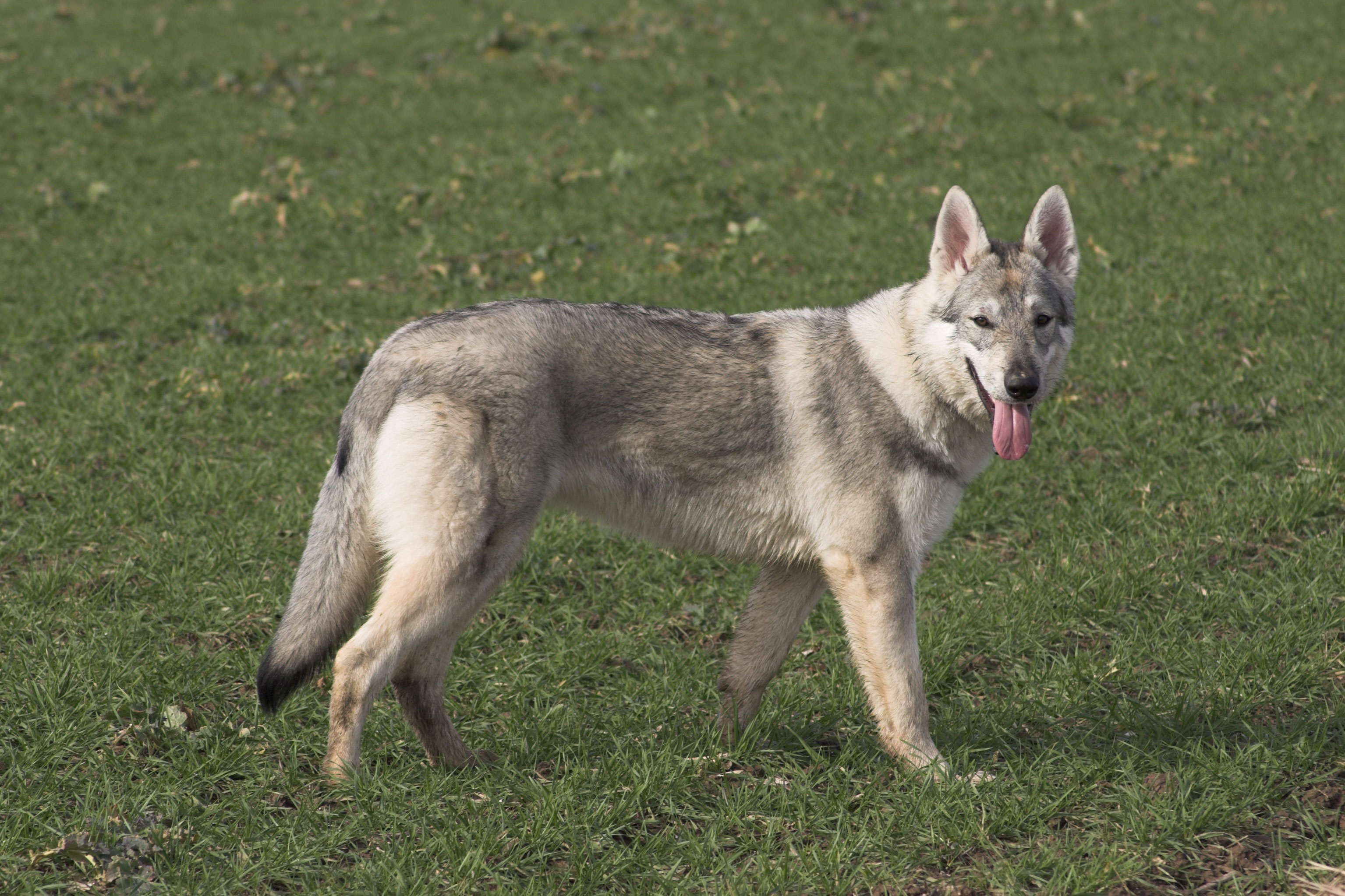 Tschechoslowakischer Wolfhund