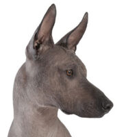 Portrait of Mexican xoloitzcuintle dog isolated on white
