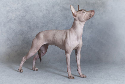 Xoloitzcuintle dog, grey background
