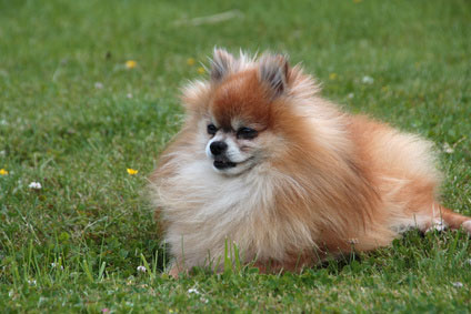 Cute Yorkie Pomeranian Chihuahua Mix