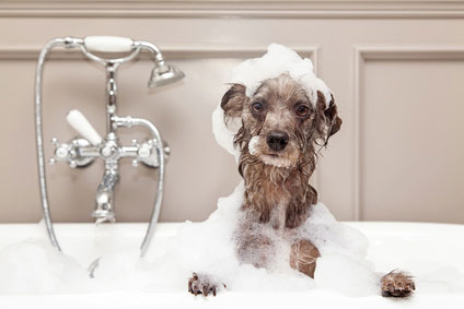 Ein Hund sollte nicht zu oft gebadet werden. Dabei ist auch auf die Wahl des richtigen Hundeshampoo zu achten.