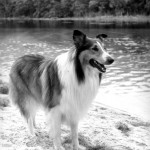 Fernsehhund Lassie