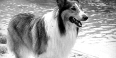 Fernsehhund Lassie