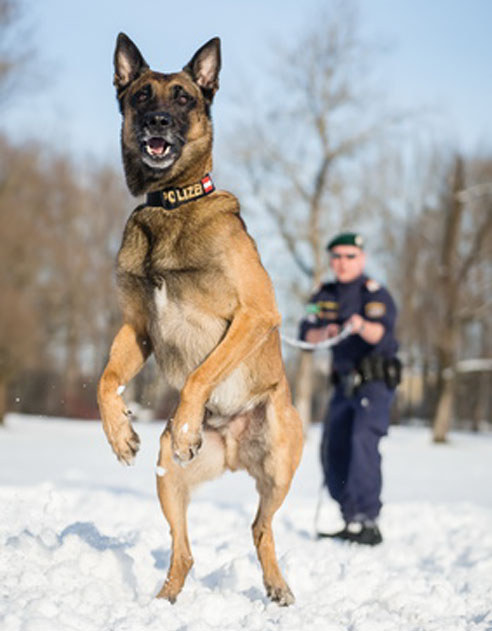 Polizeihunde sind wichtige und treue Helfer im Streifendienst.