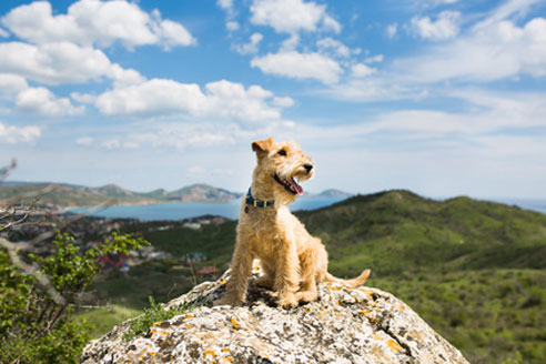 Wandern mit Hund