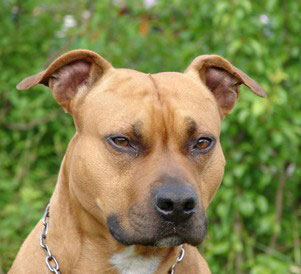 Kampfhund-Staffordshire-Bullterrier